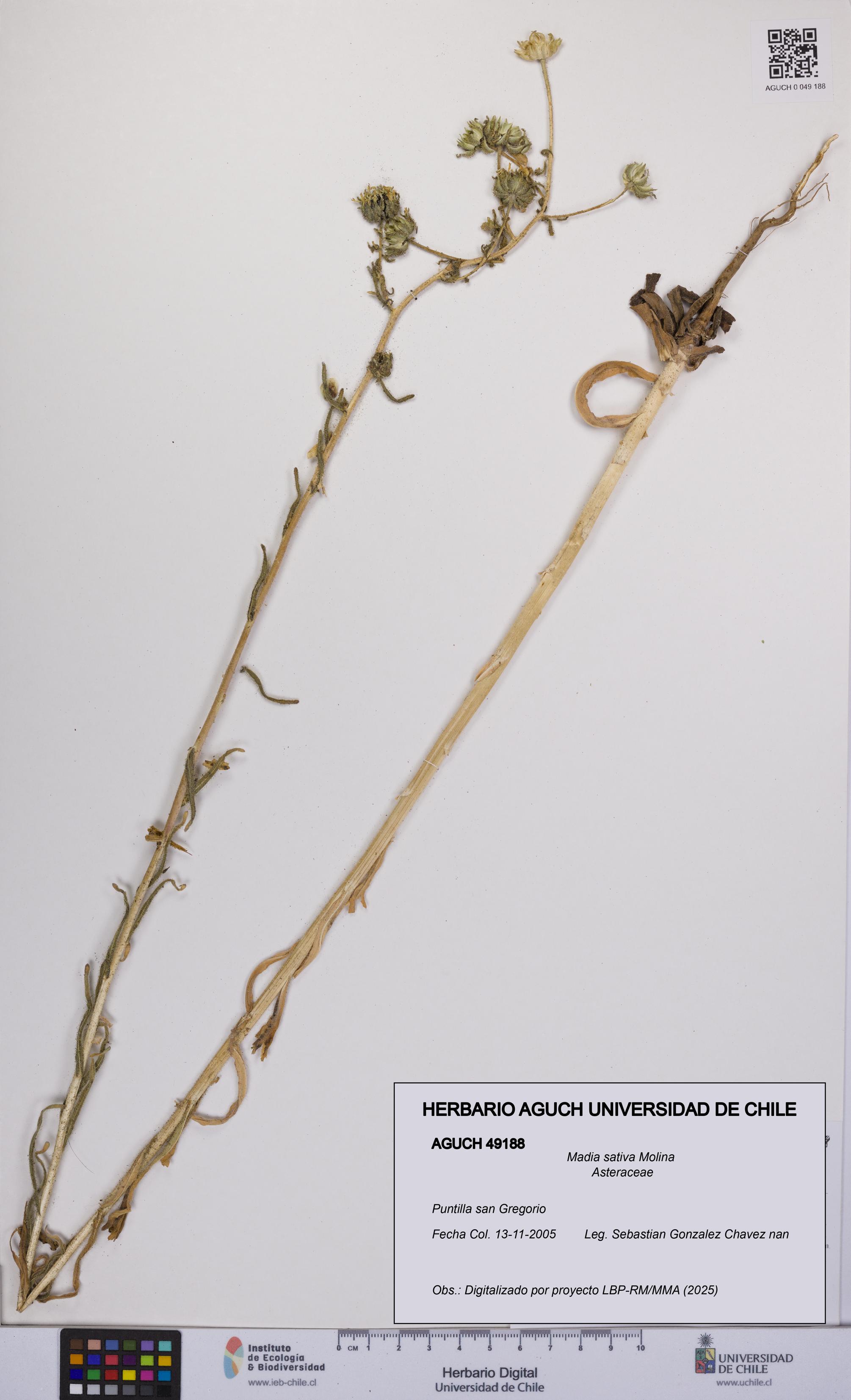 Madia sativa [Espécimen: UCH:AGUCH:0049188]