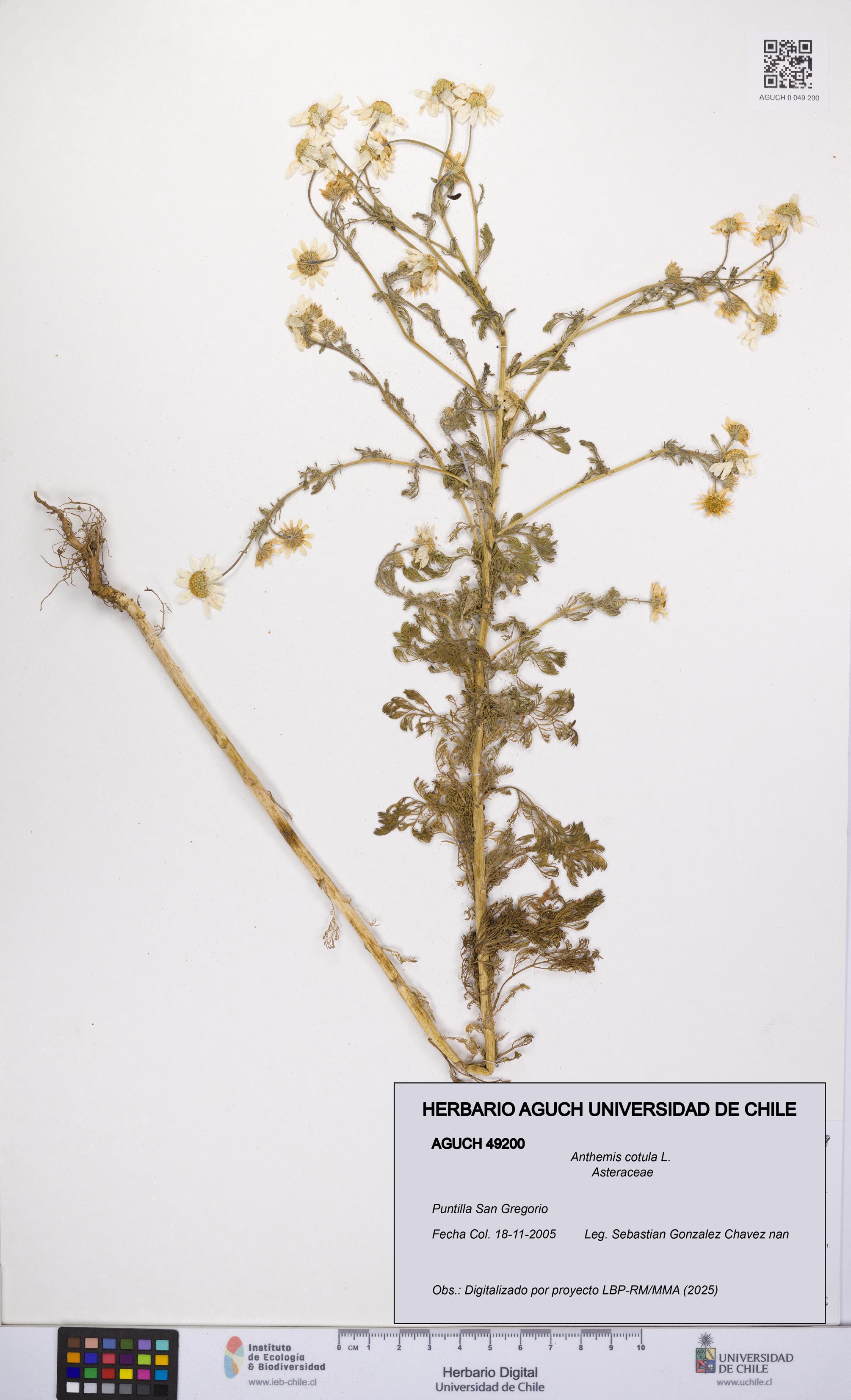 Anthemis cotula [Espécimen: UCH:AGUCH:0049200]