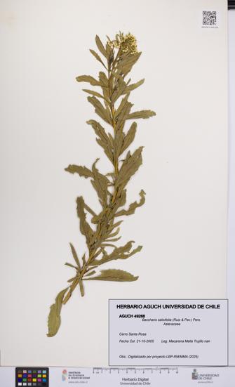 Baccharis salicifolia [Espécimen: UCH:AGUCH:0049268]