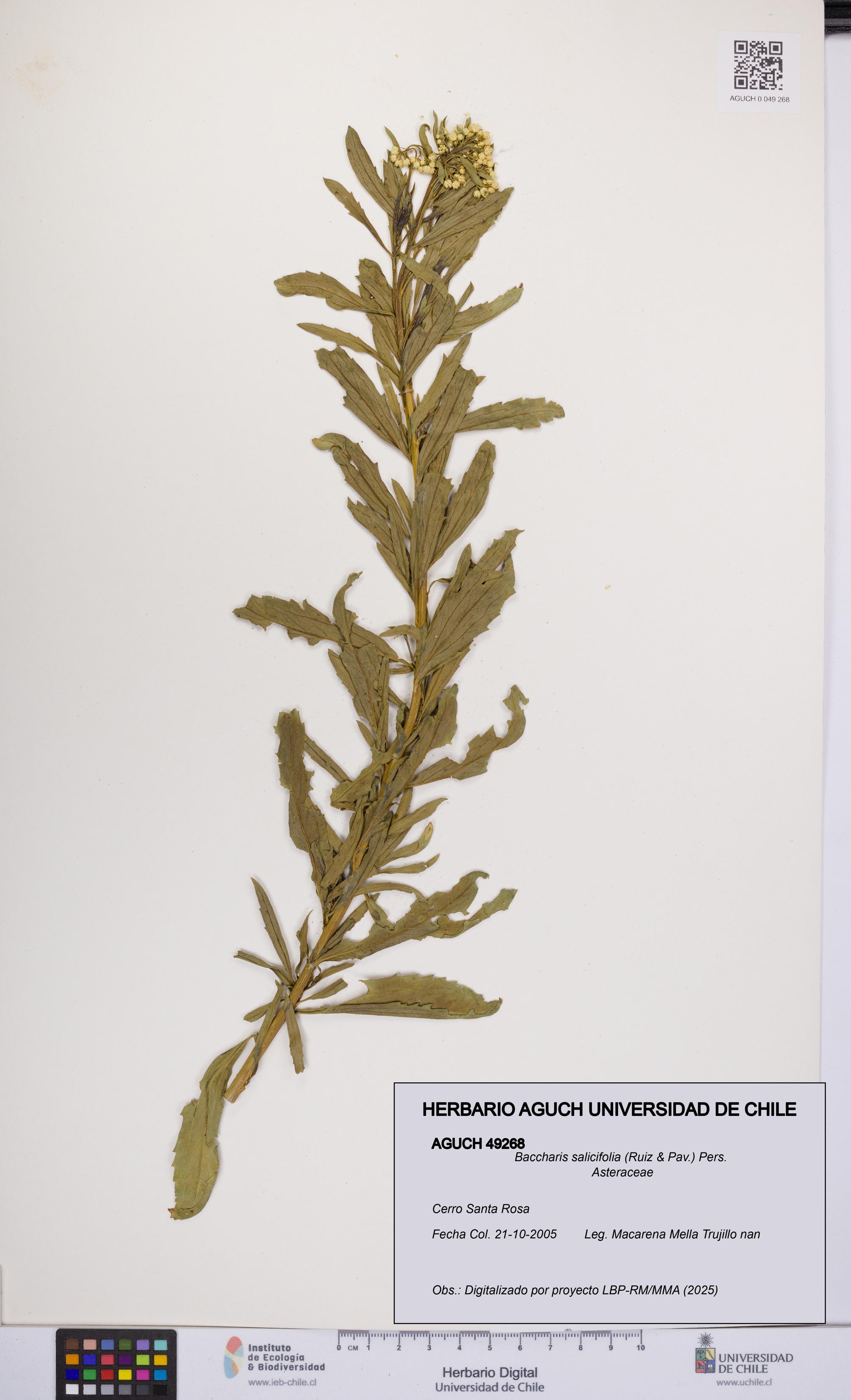 Baccharis salicifolia [Espécimen: UCH:AGUCH:0049268]