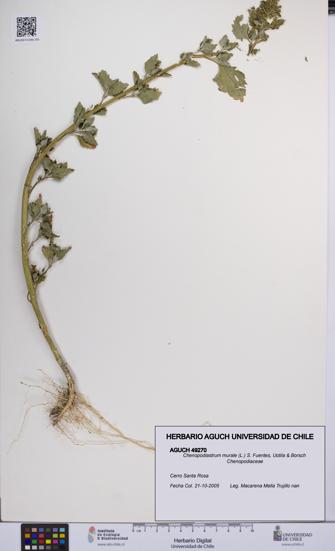Chenopodiastrum murale [Espécimen: UCH:AGUCH:0049270]