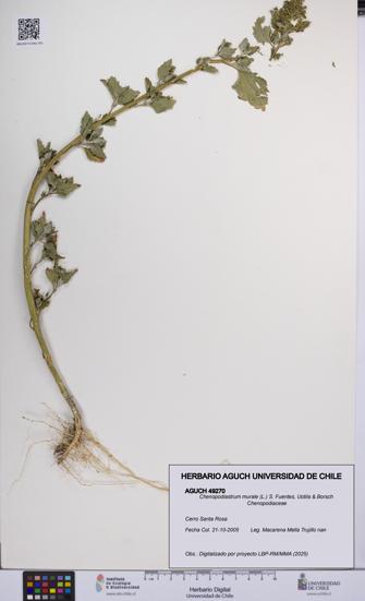 Chenopodiastrum murale [Espécimen: UCH:AGUCH:0049270]