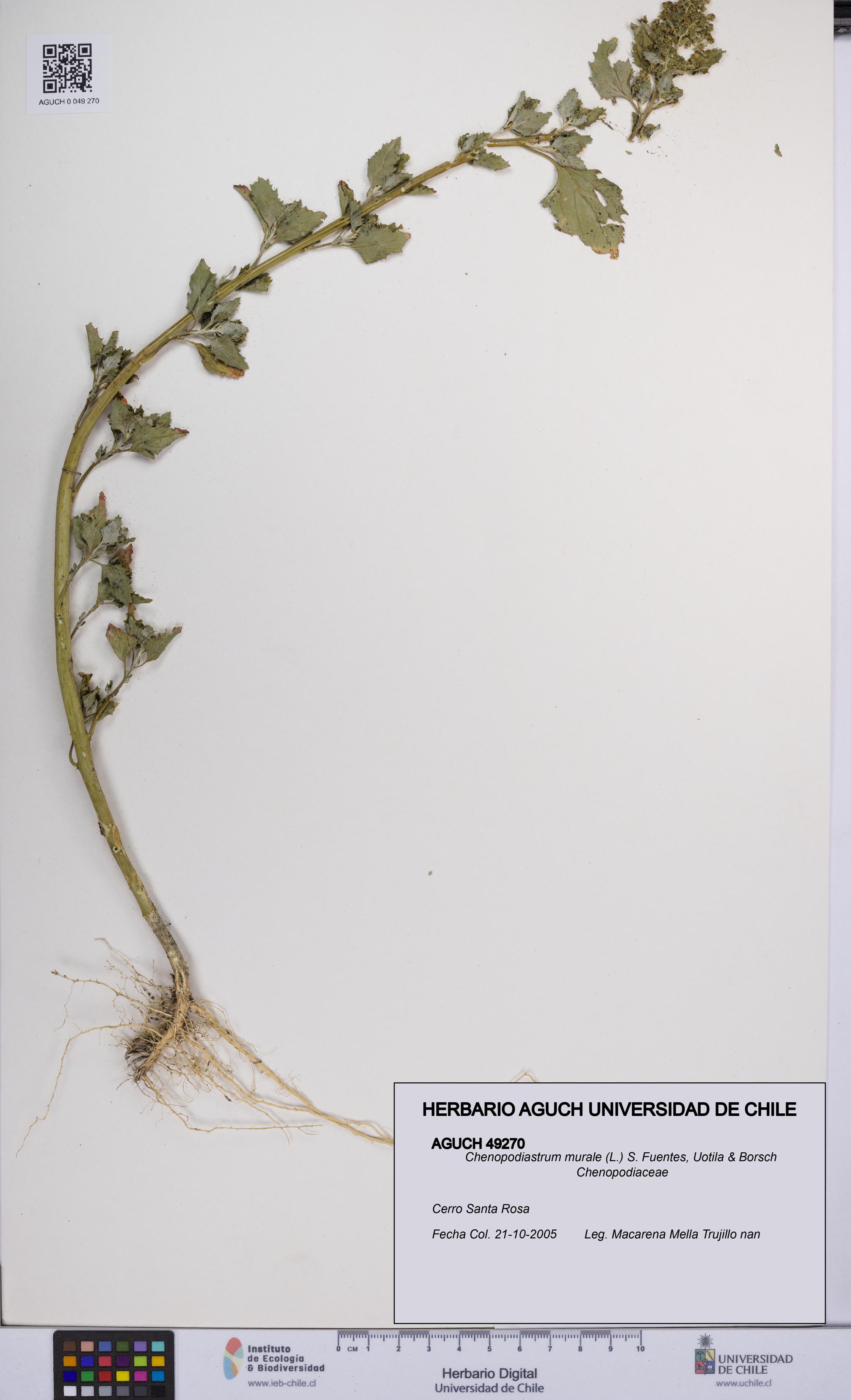 Chenopodiastrum murale [Espécimen: UCH:AGUCH:0049270]