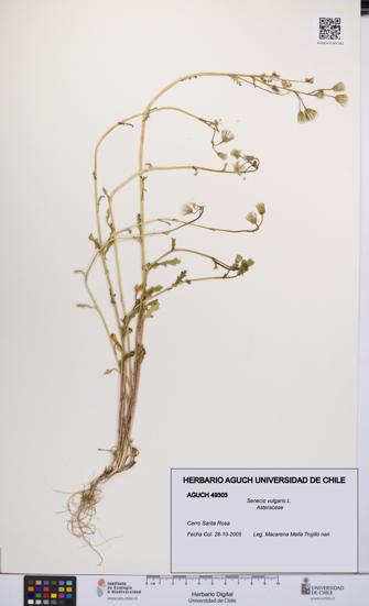 Senecio vulgaris [Espécimen: UCH:AGUCH:0049303]