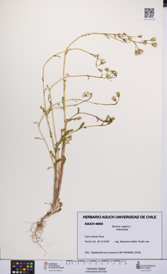 Senecio vulgaris [Espécimen: UCH:AGUCH:0049303]