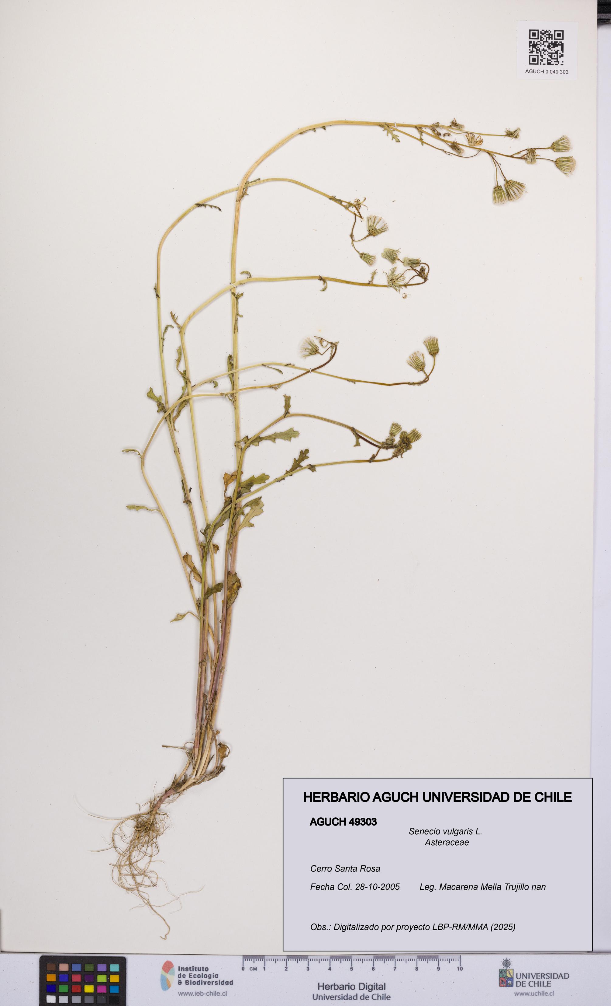 Senecio vulgaris [Espécimen: UCH:AGUCH:0049303]