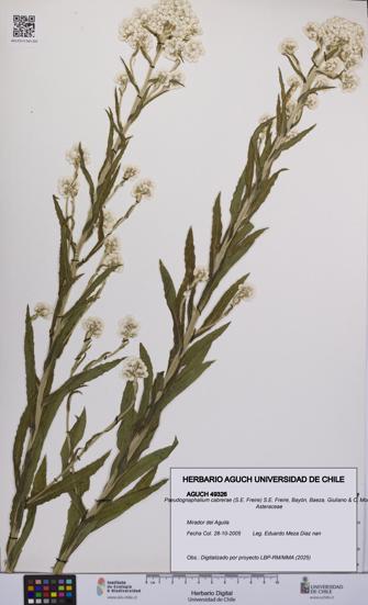 Pseudognaphalium cabrerae [Espécimen: UCH:AGUCH:0049326]