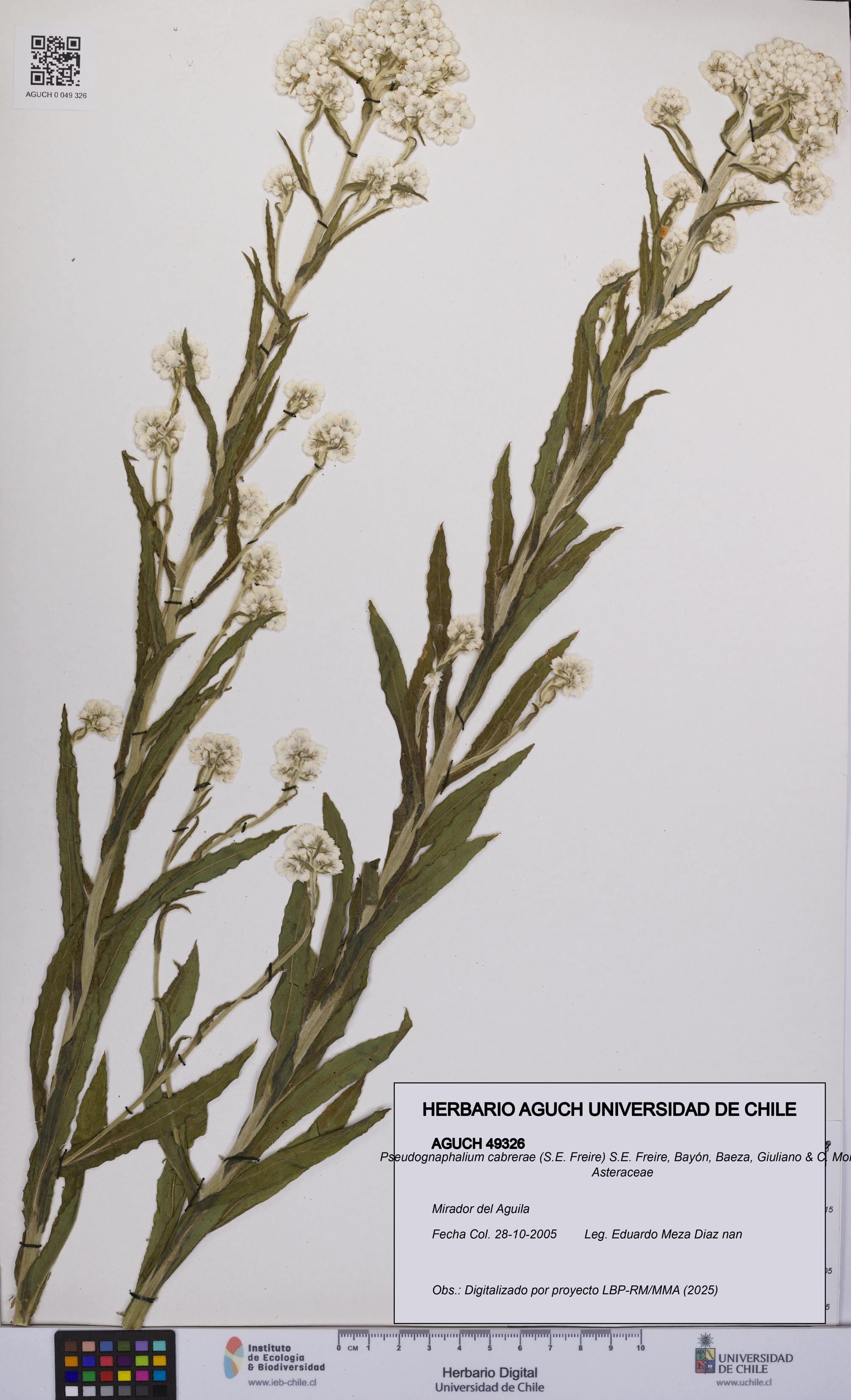 Pseudognaphalium cabrerae [Espécimen: UCH:AGUCH:0049326]
