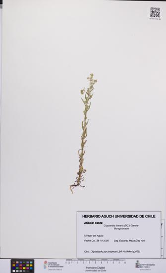 Cryptantha linearis [Espécimen: UCH:AGUCH:0049329]