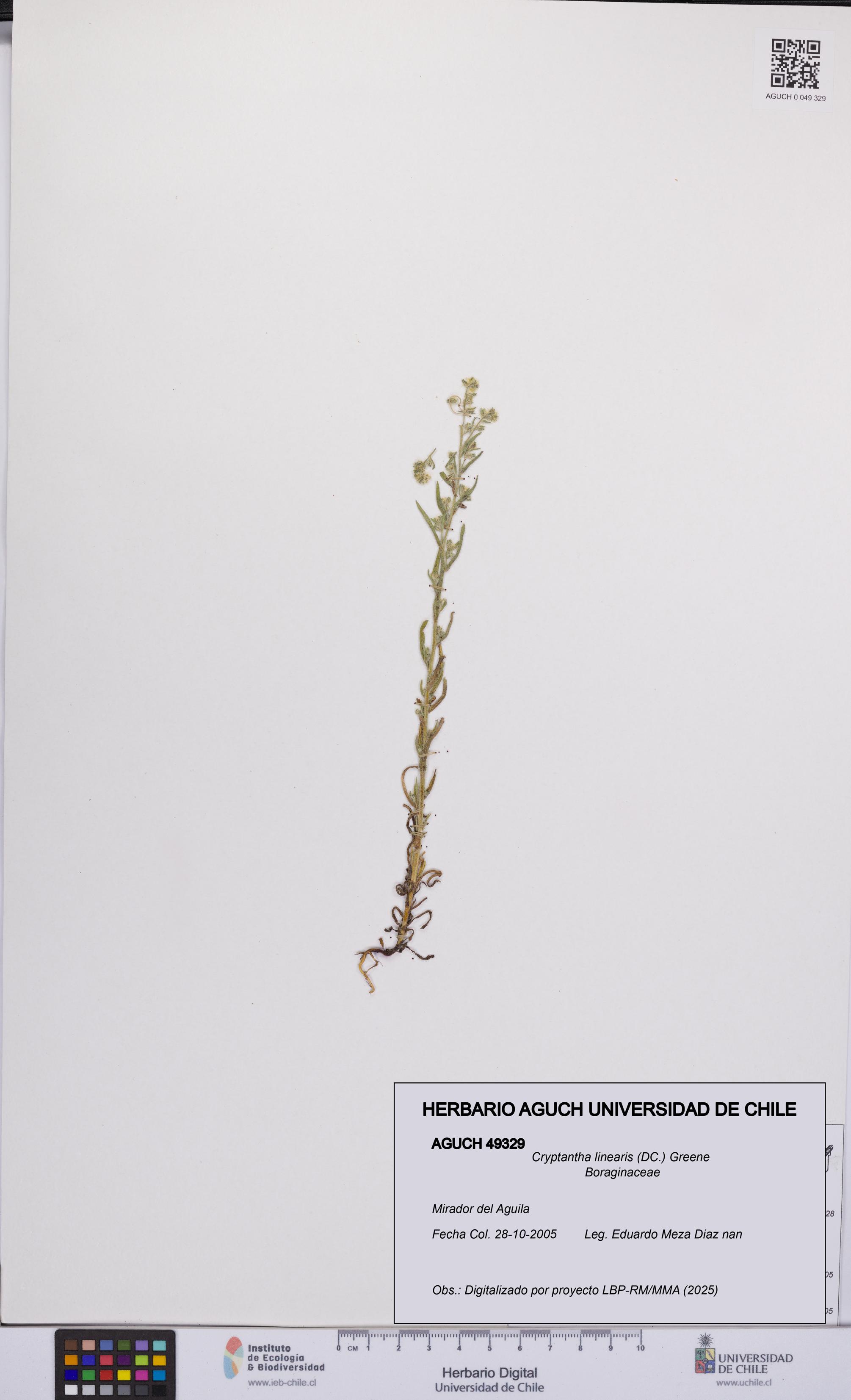 Cryptantha linearis [Espécimen: UCH:AGUCH:0049329]