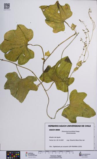 Dioscorea bryoniifolia [Espécimen: UCH:AGUCH:0049330]
