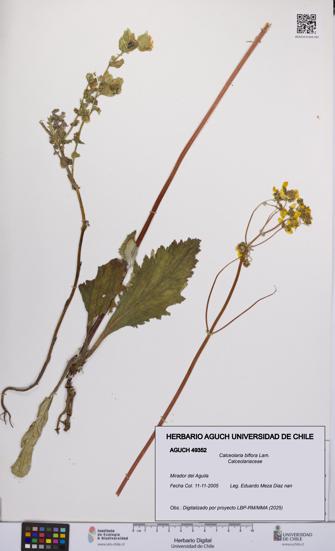Calceolaria biflora [Espécimen: UCH:AGUCH:0049352]