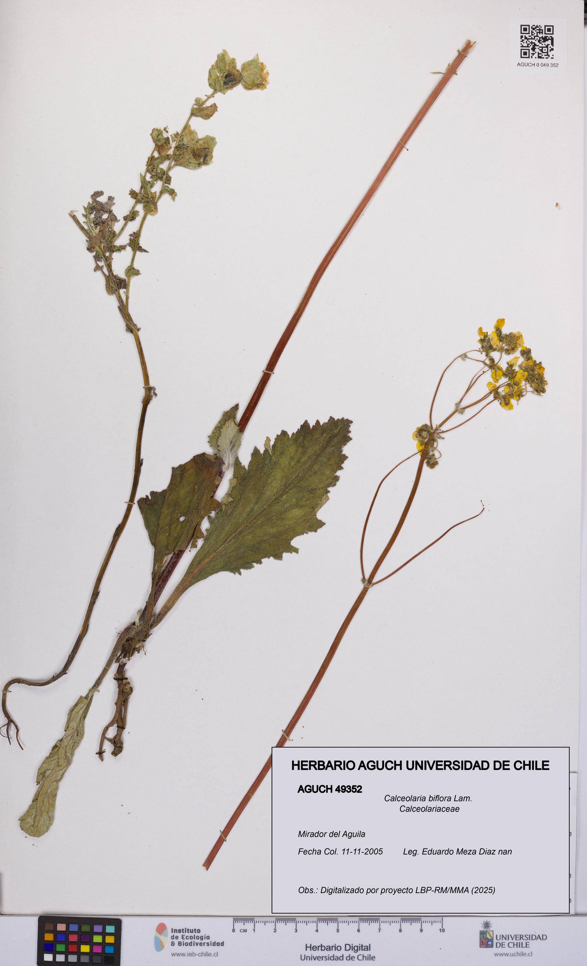 Calceolaria biflora [Espécimen: UCH:AGUCH:0049352]