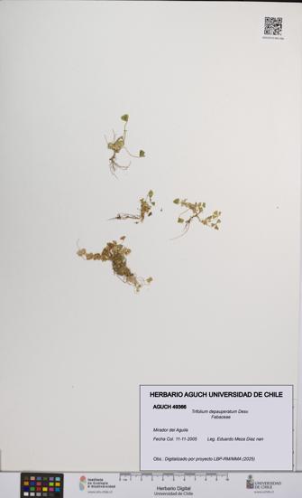 Trifolium depauperatum [Espécimen: UCH:AGUCH:0049366]