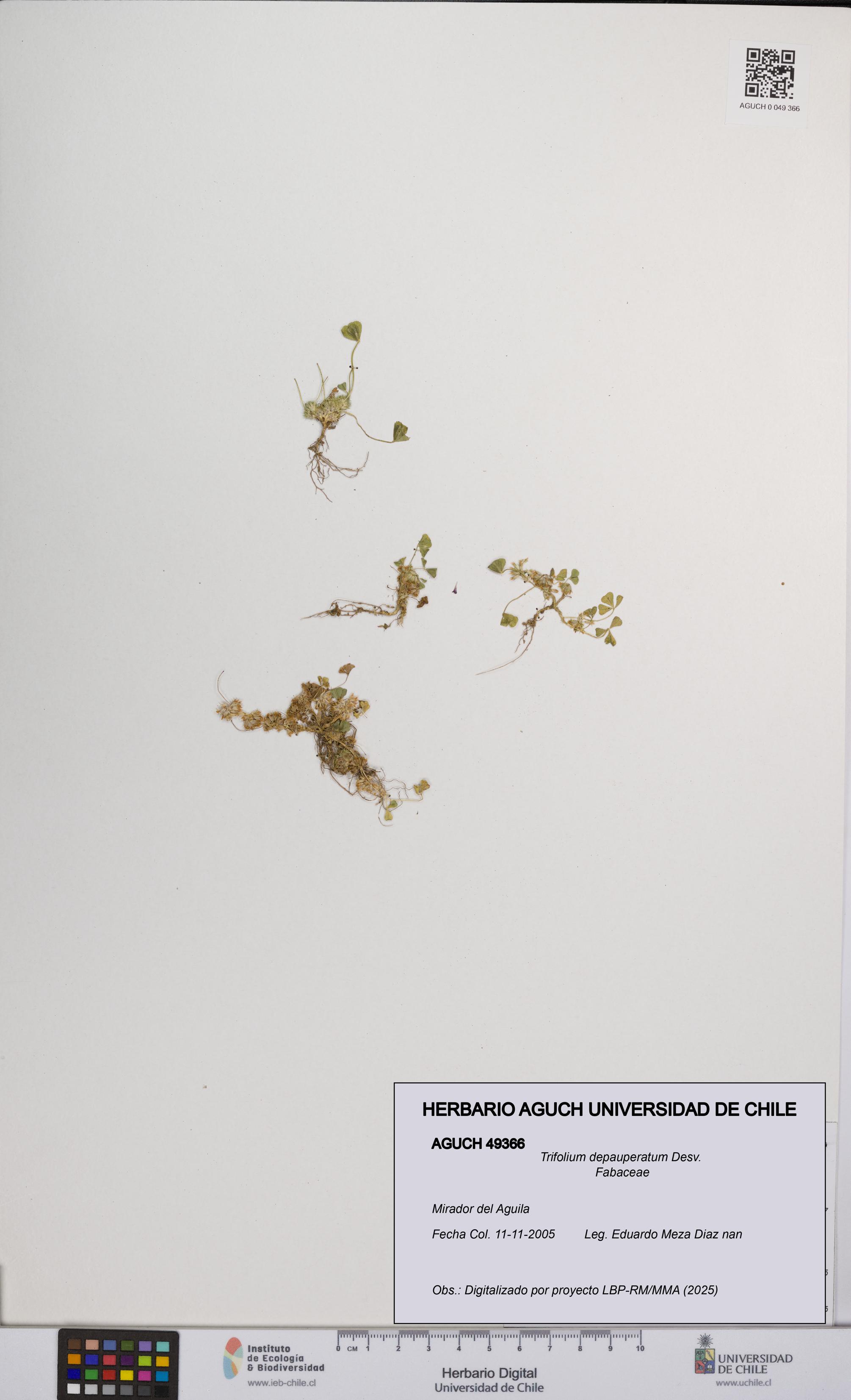Trifolium depauperatum [Espécimen: UCH:AGUCH:0049366]