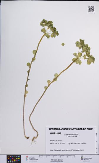 Euphorbia helioscopia [Espécimen: UCH:AGUCH:0049367]