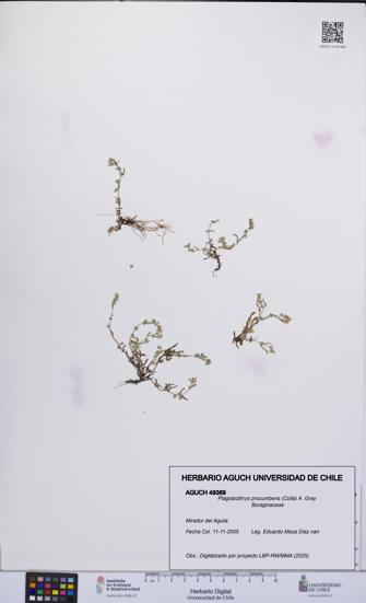 Plagiobothrys procumbens [Espécimen: UCH:AGUCH:0049369]