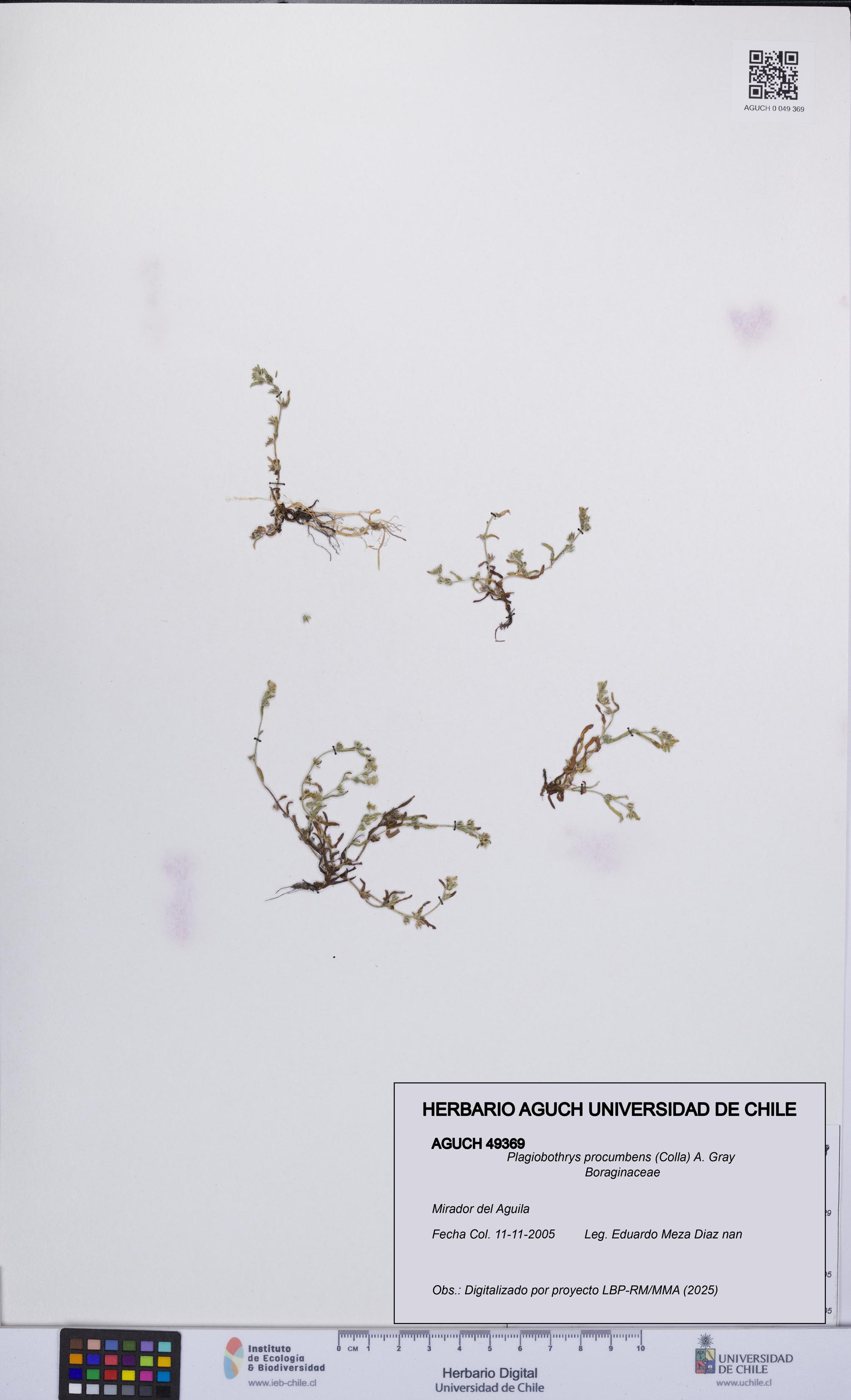 Plagiobothrys procumbens [Espécimen: UCH:AGUCH:0049369]