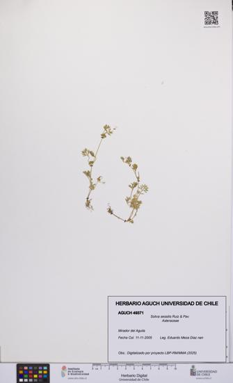 Soliva sessilis [Espécimen: UCH:AGUCH:0049371]