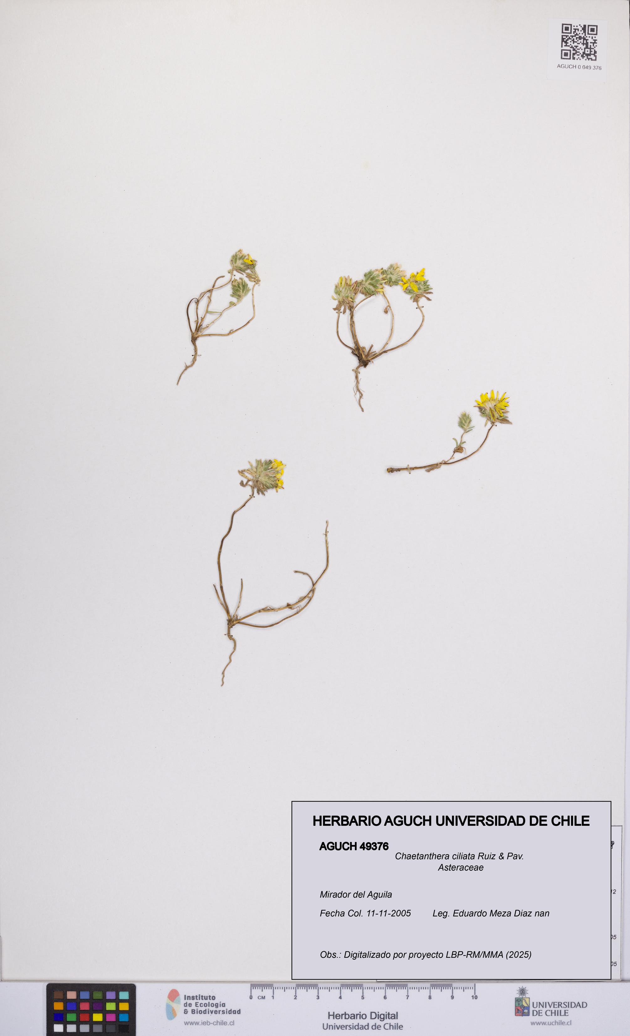 Chaetanthera ciliata [Espécimen: UCH:AGUCH:0049376]