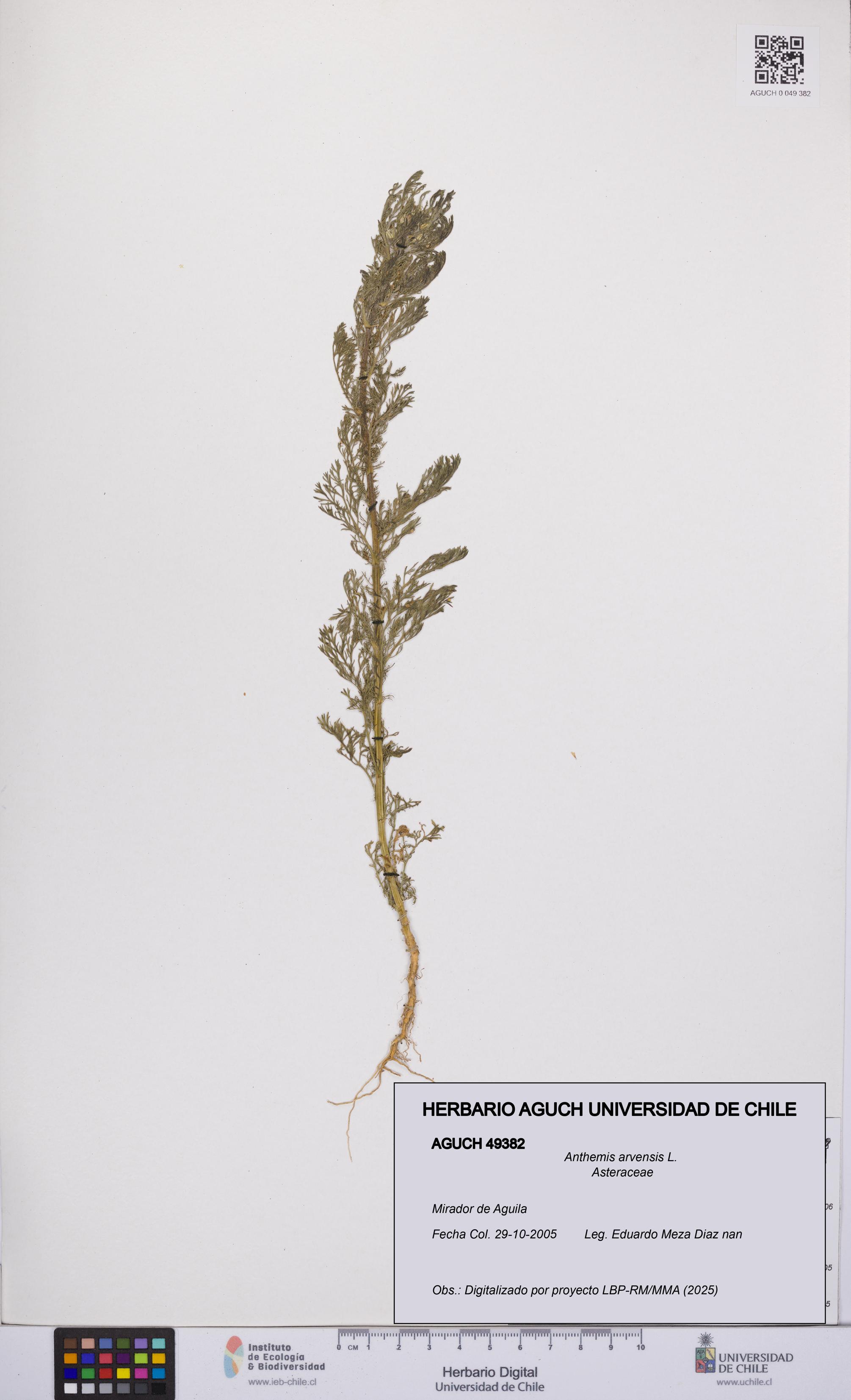 Anthemis arvensis [Espécimen: UCH:AGUCH:0049382]