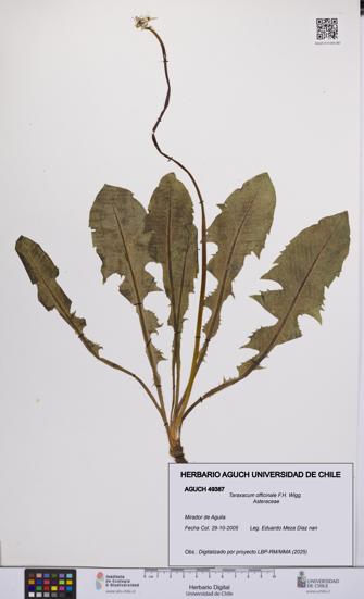Taraxacum officinale [Espécimen: UCH:AGUCH:0049387]