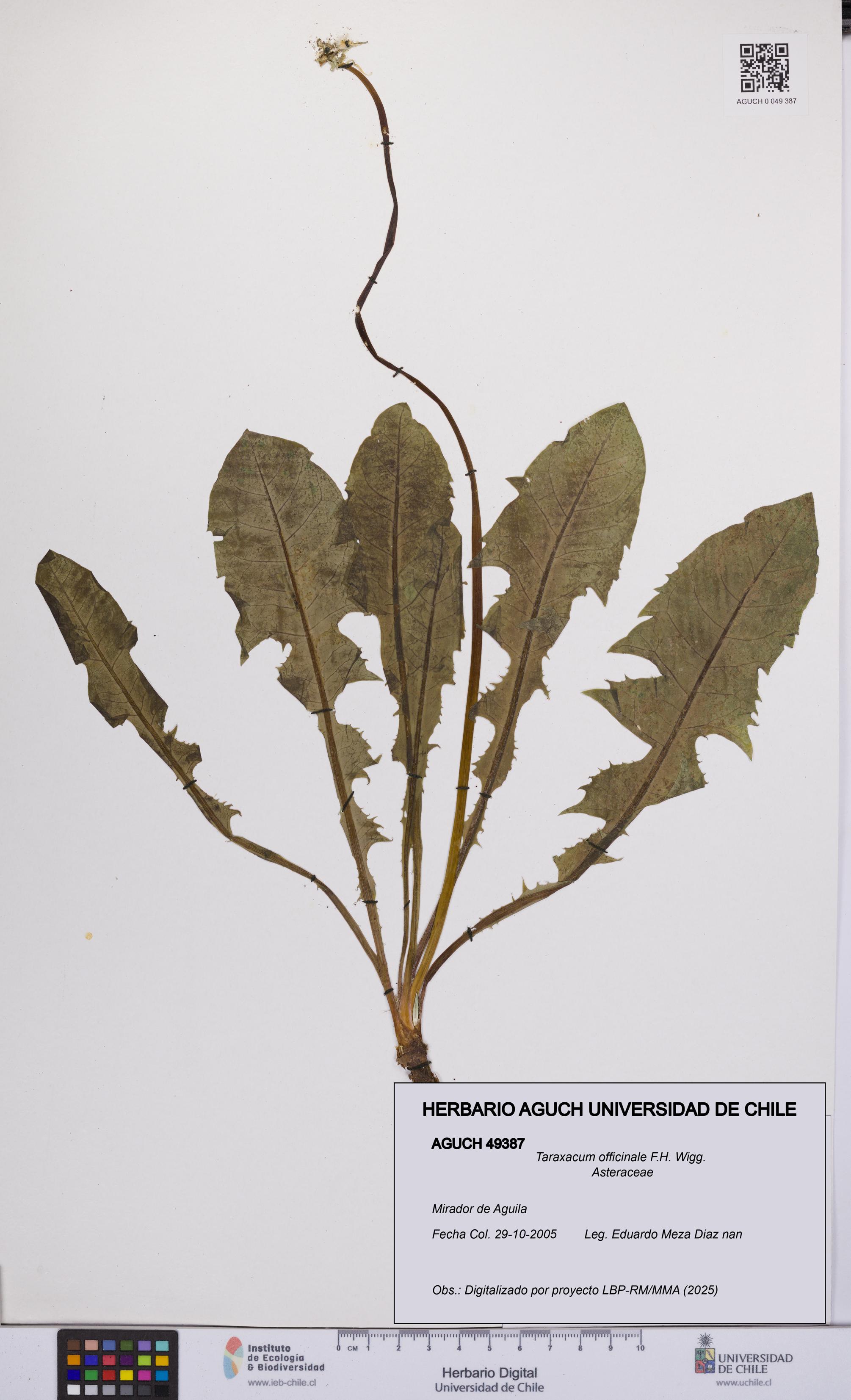 Taraxacum officinale [Espécimen: UCH:AGUCH:0049387]