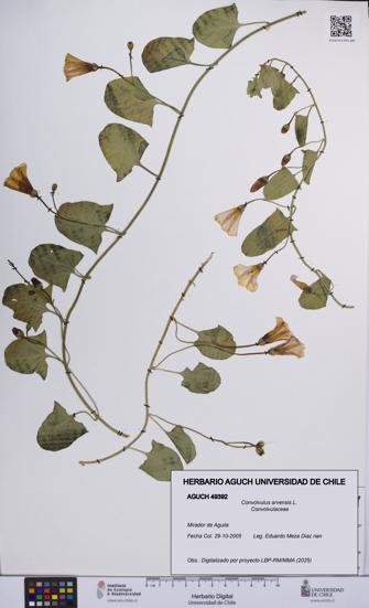 Convolvulus arvensis [Espécimen: UCH:AGUCH:0049392]