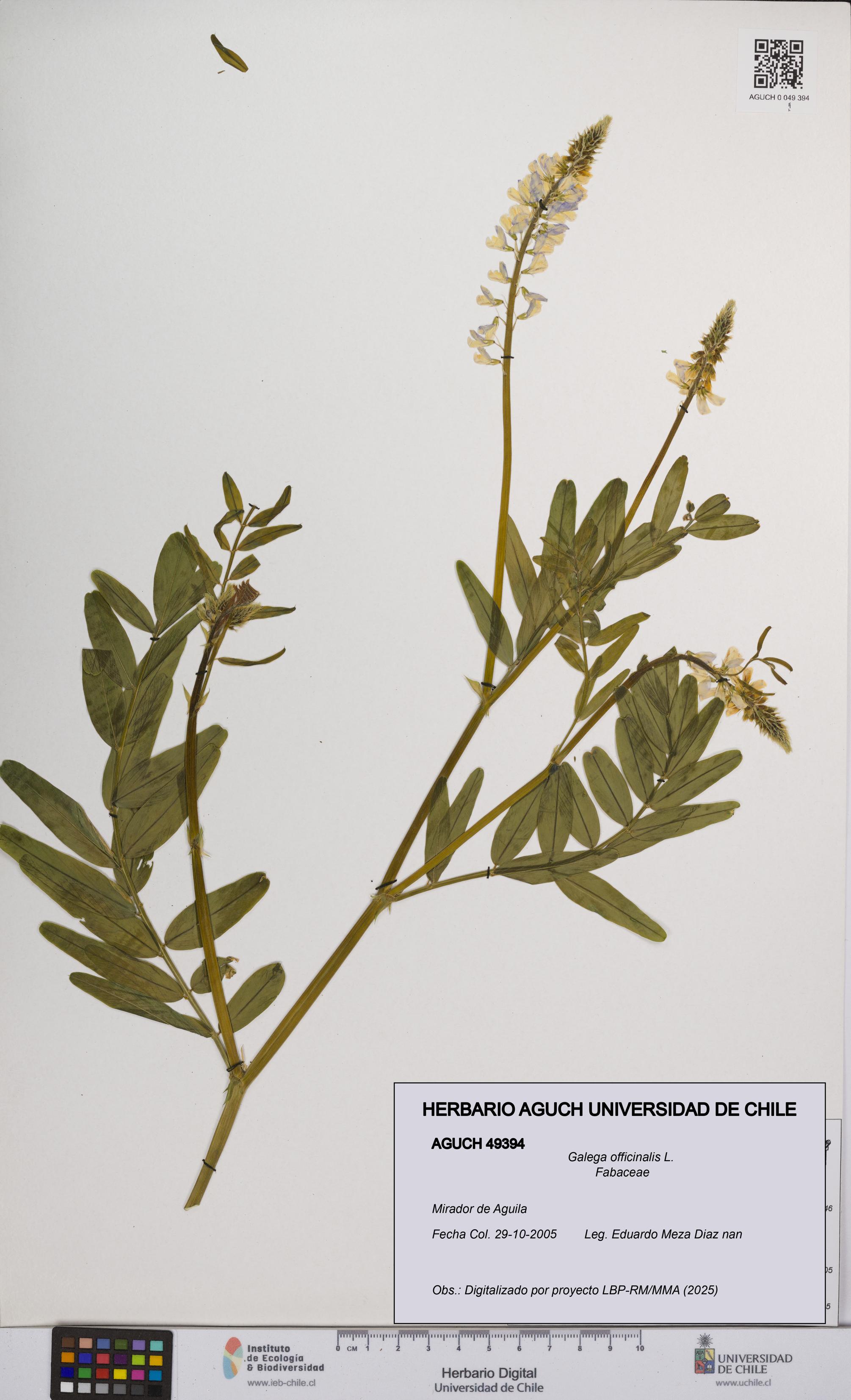Galega officinalis [Espécimen: UCH:AGUCH:0049394]