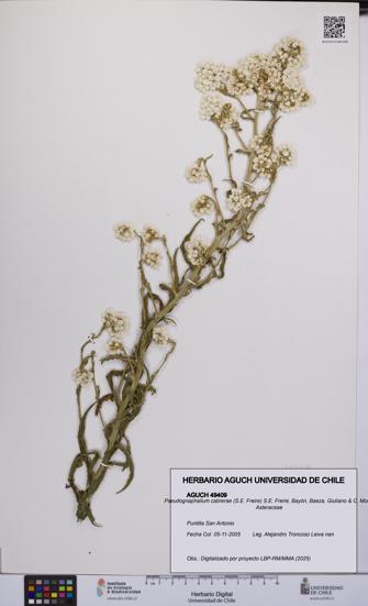 Pseudognaphalium cabrerae [Espécimen: UCH:AGUCH:0049409]