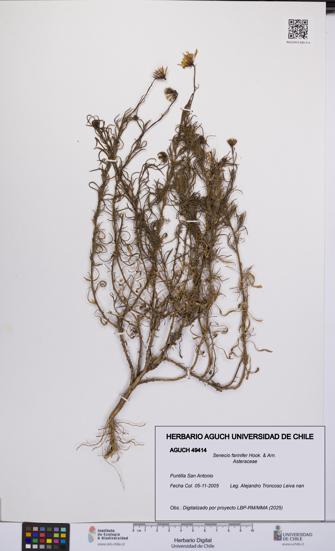 Senecio farinifer [Espécimen: UCH:AGUCH:0049414]