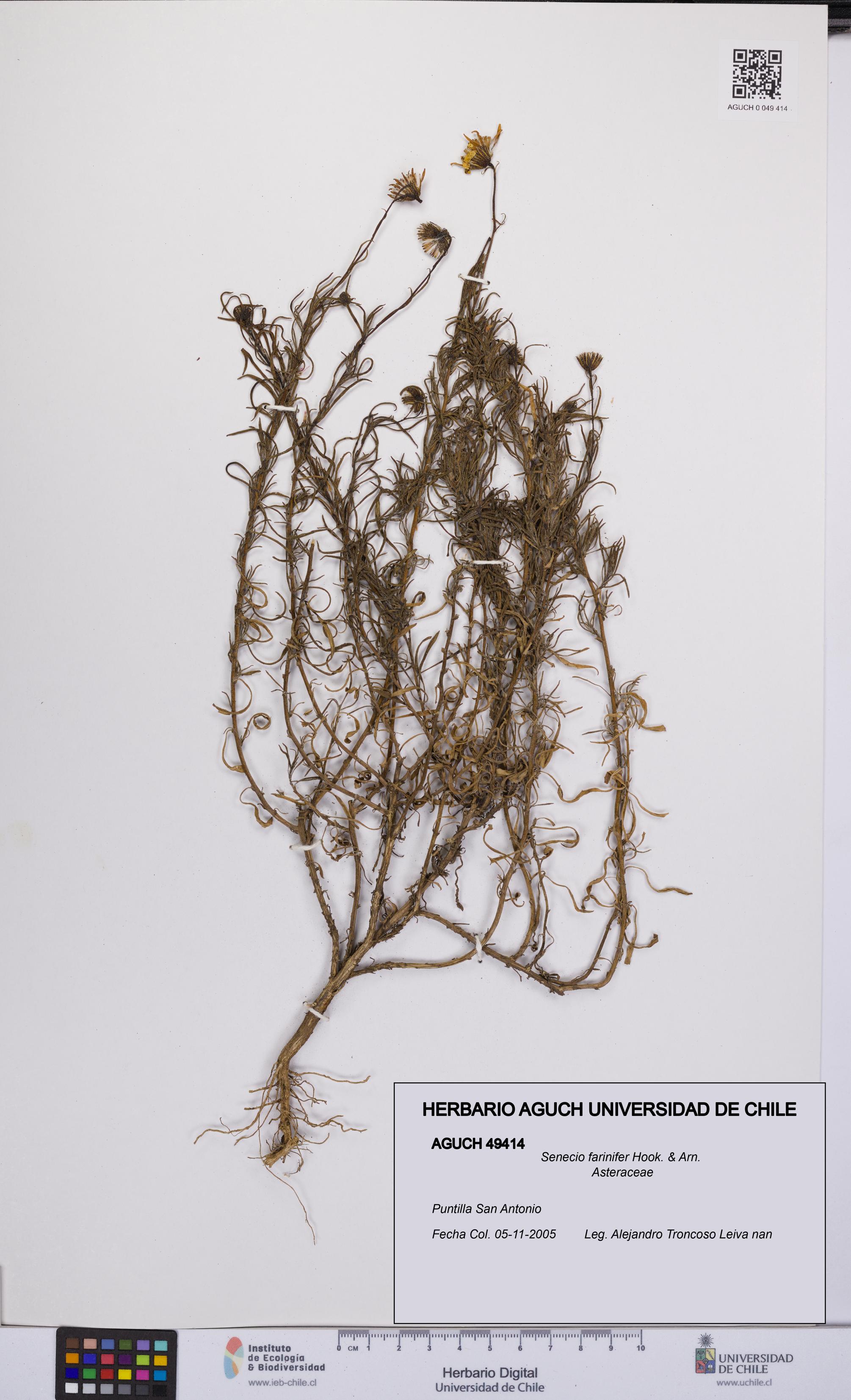 Senecio farinifer [Espécimen: UCH:AGUCH:0049414]