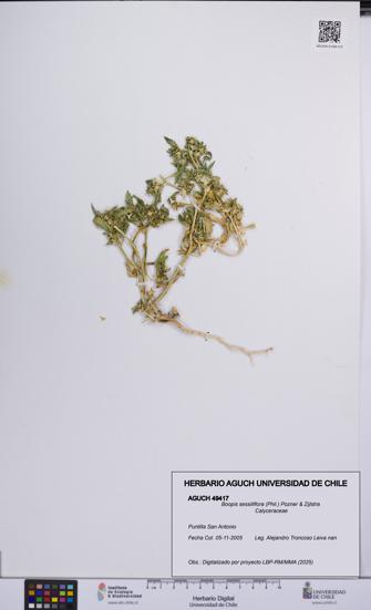 Boopis sessiliflora [Espécimen: UCH:AGUCH:0049417]