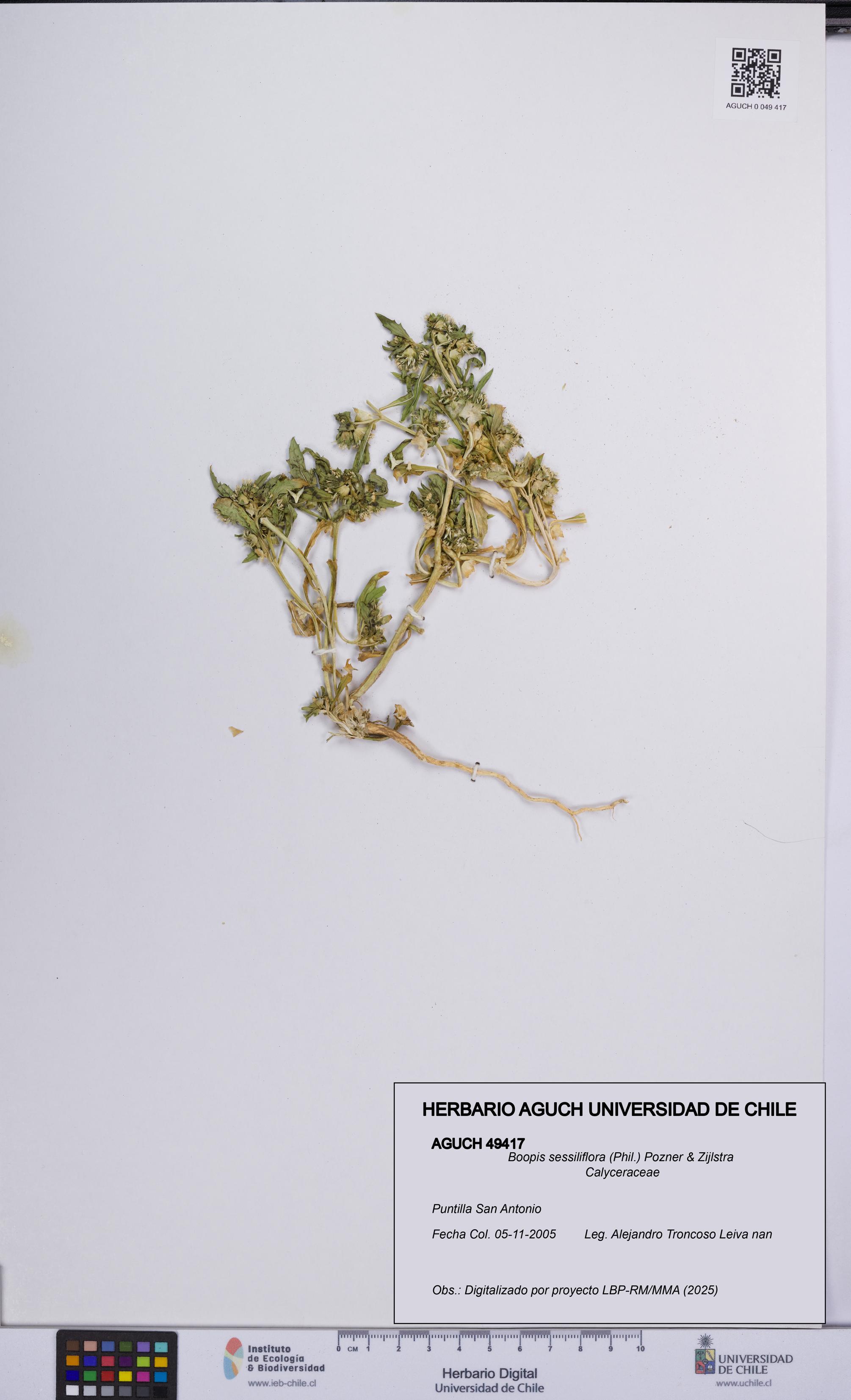 Boopis sessiliflora [Espécimen: UCH:AGUCH:0049417]