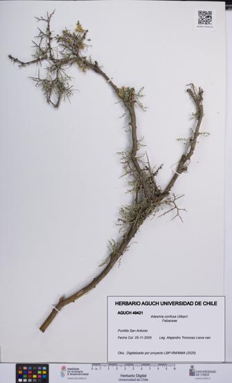 Adesmia confusa [Espécimen: UCH:AGUCH:0049421]