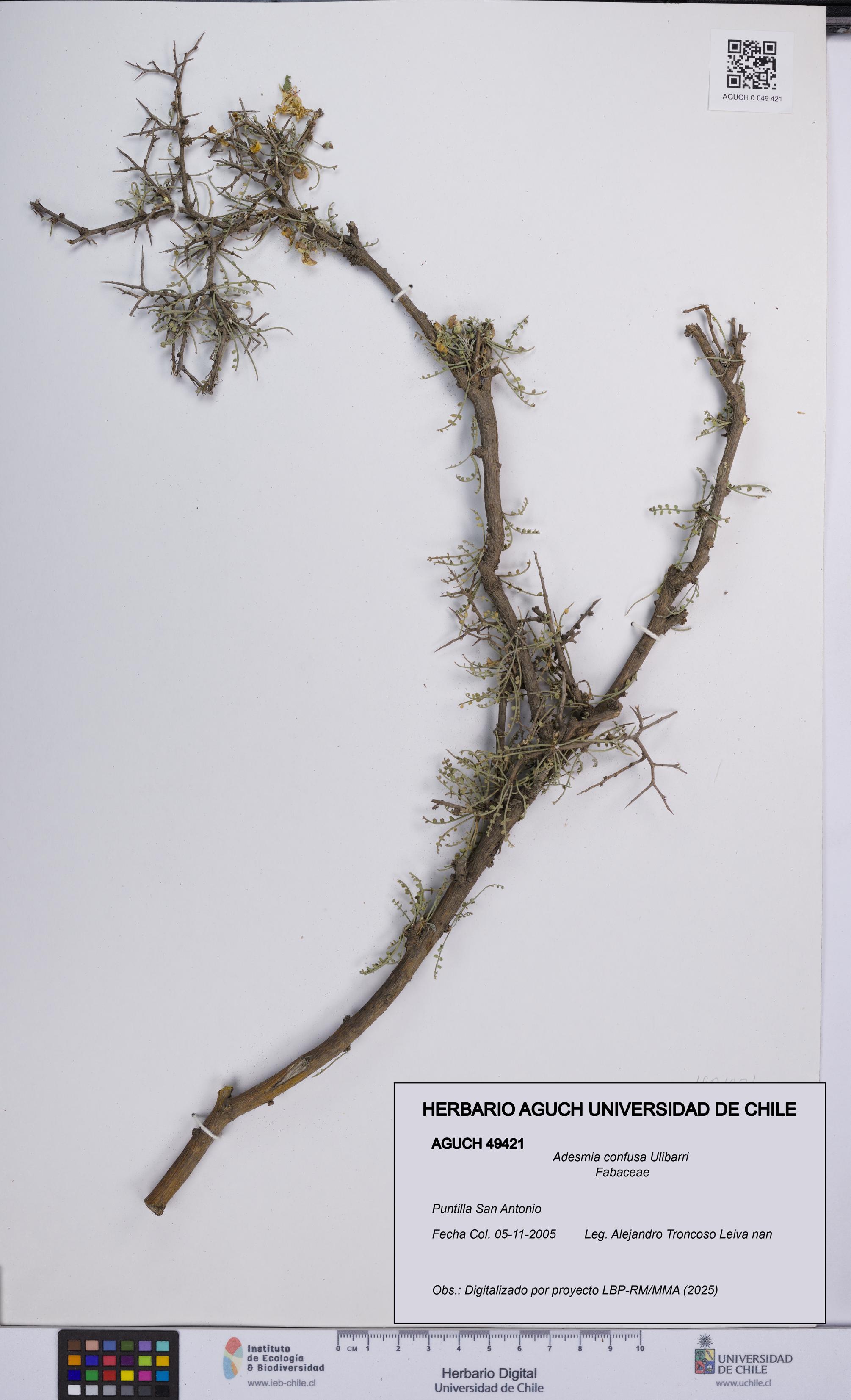 Adesmia confusa [Espécimen: UCH:AGUCH:0049421]