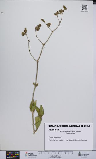 Mirabilis elegans [Espécimen: UCH:AGUCH:0049423]