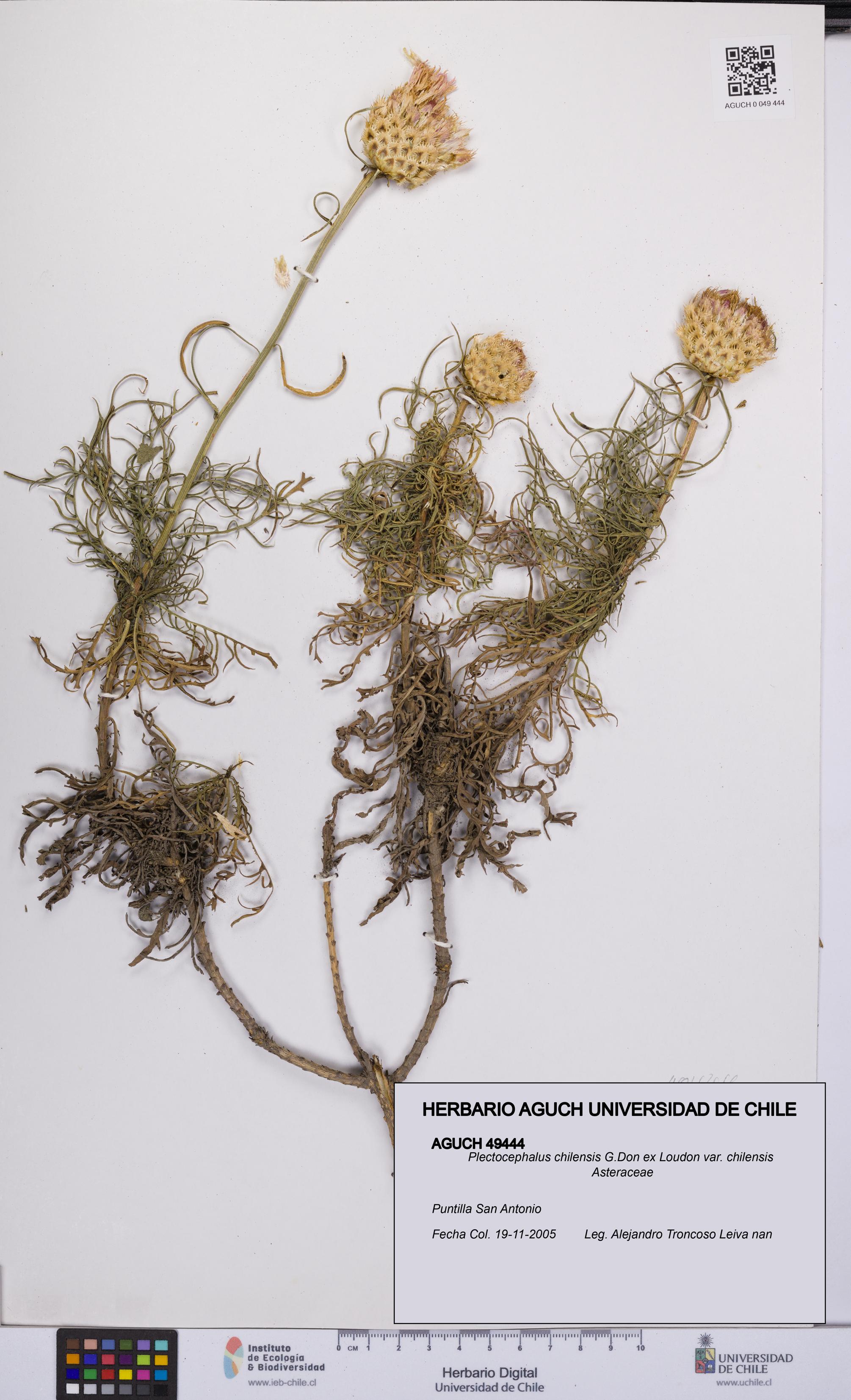 Plectocephalus chilensis var. chilensis [Espécimen: UCH:AGUCH:0049444]