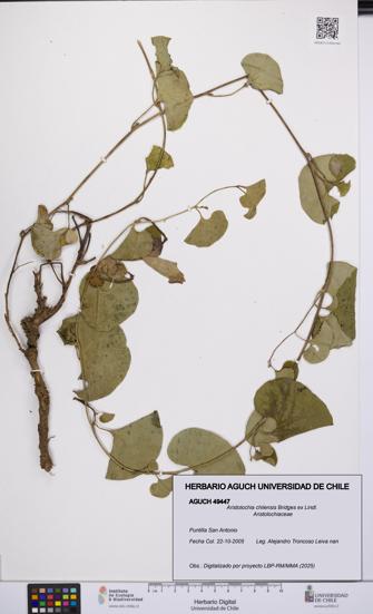 Aristolochia chilensis [Espécimen: UCH:AGUCH:0049447]