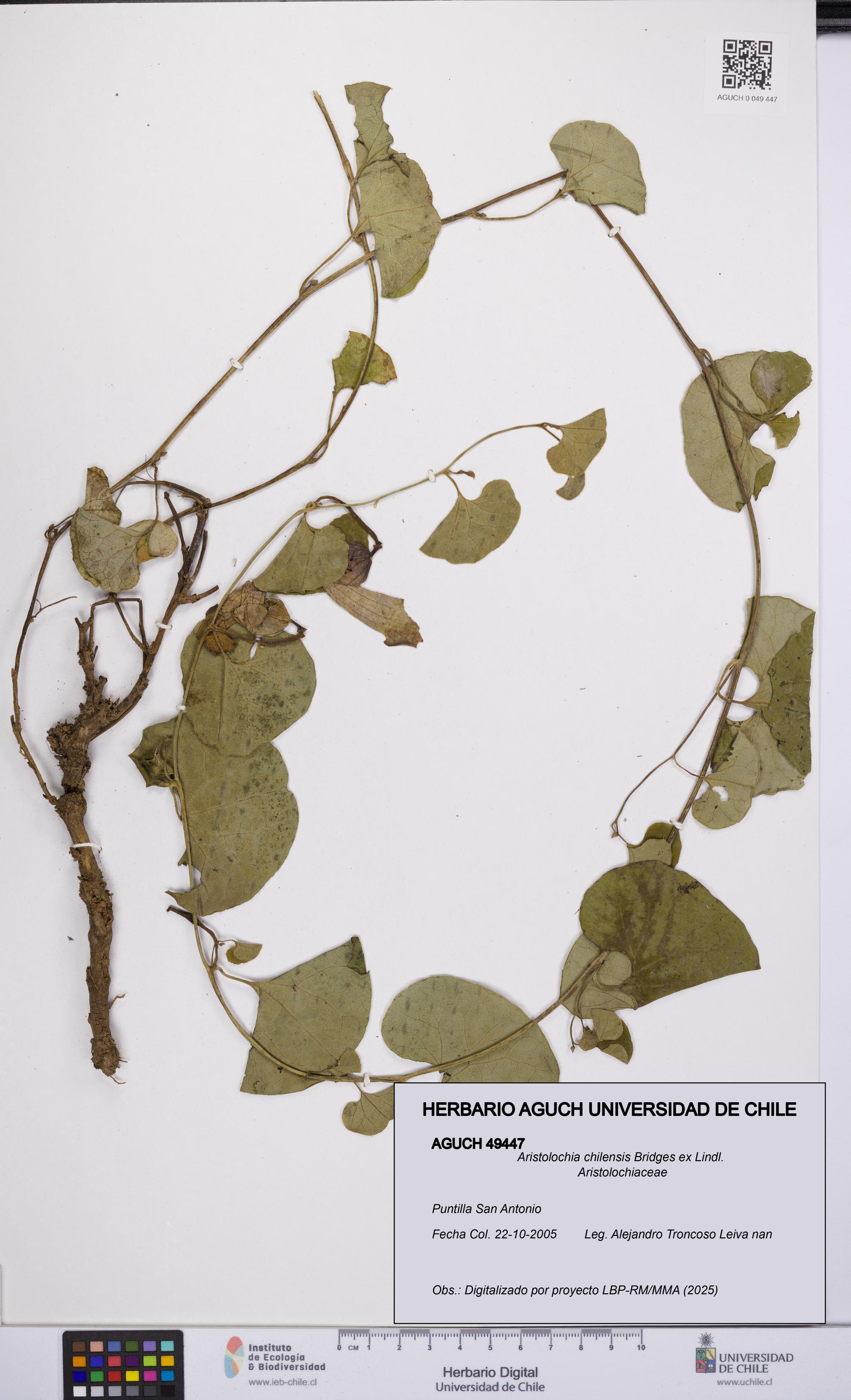 Aristolochia chilensis [Espécimen: UCH:AGUCH:0049447]