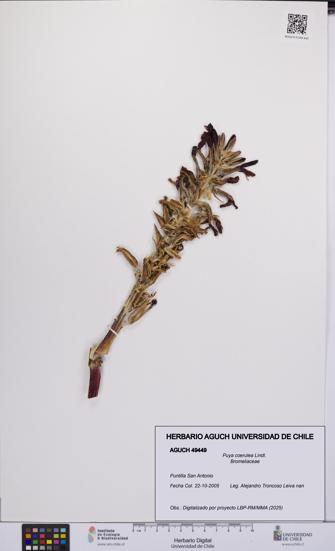 Puya coerulea [Espécimen: UCH:AGUCH:0049449]