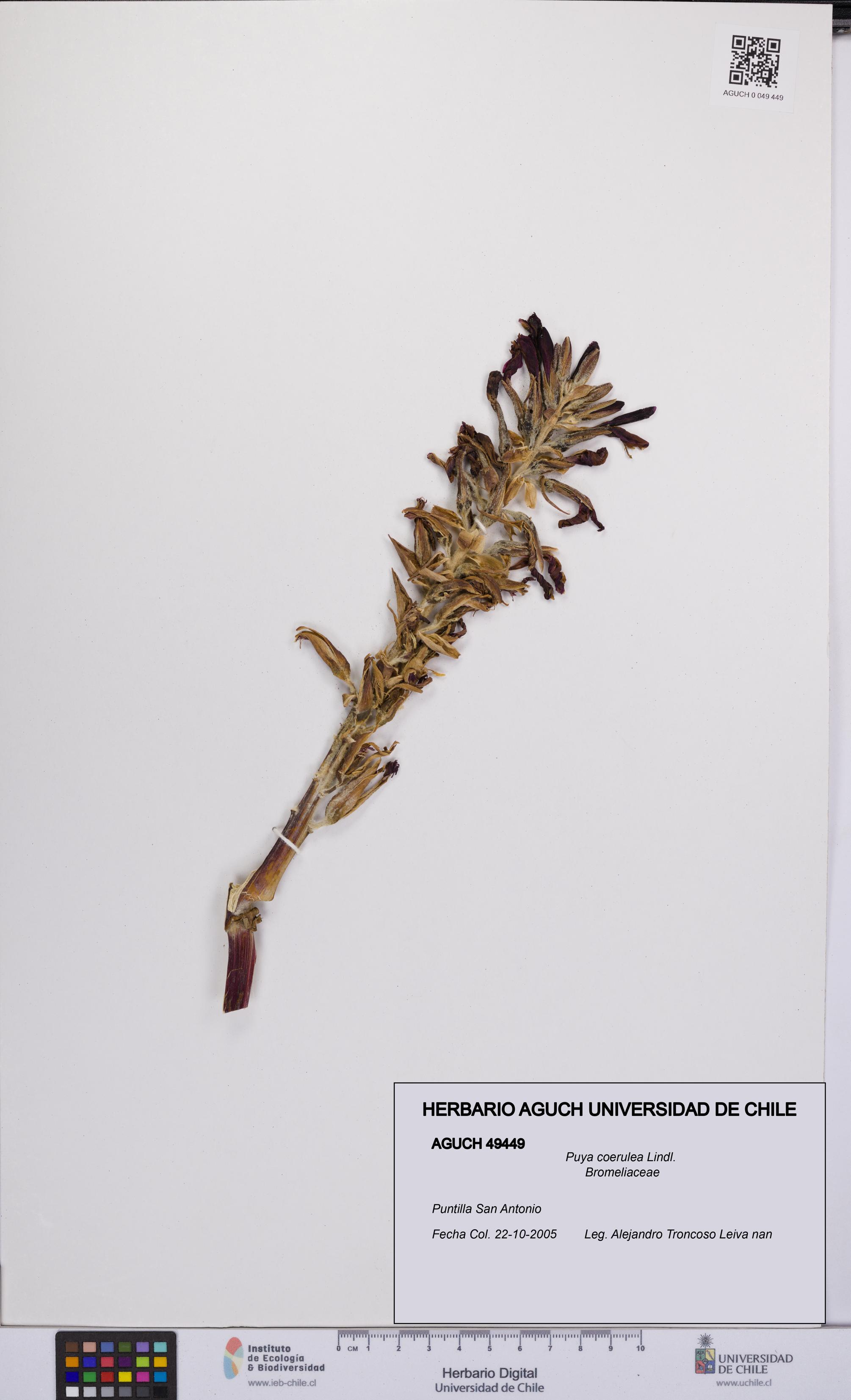 Puya coerulea [Espécimen: UCH:AGUCH:0049449]