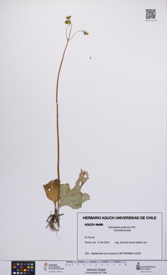 Calceolaria pratensis [Espécimen: UCH:AGUCH:0049489]