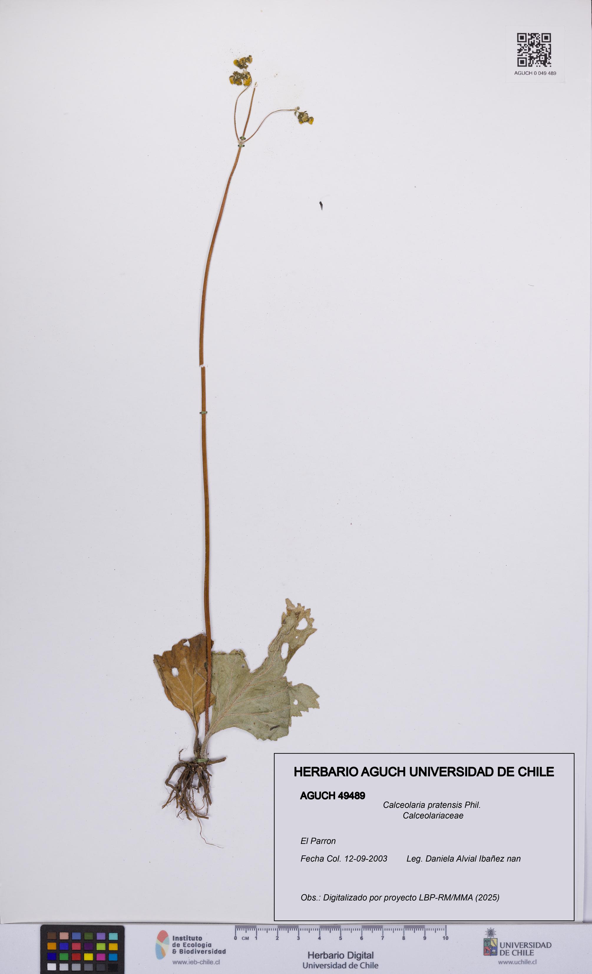 Calceolaria pratensis [Espécimen: UCH:AGUCH:0049489]