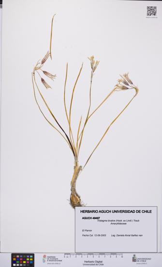 Tristagma bivalve [Espécimen: UCH:AGUCH:0049497]