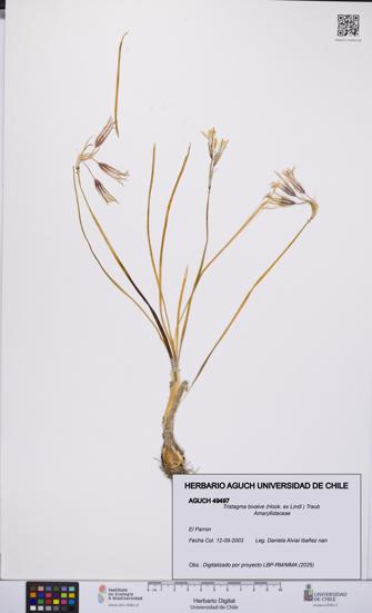 Tristagma bivalve [Espécimen: UCH:AGUCH:0049497]