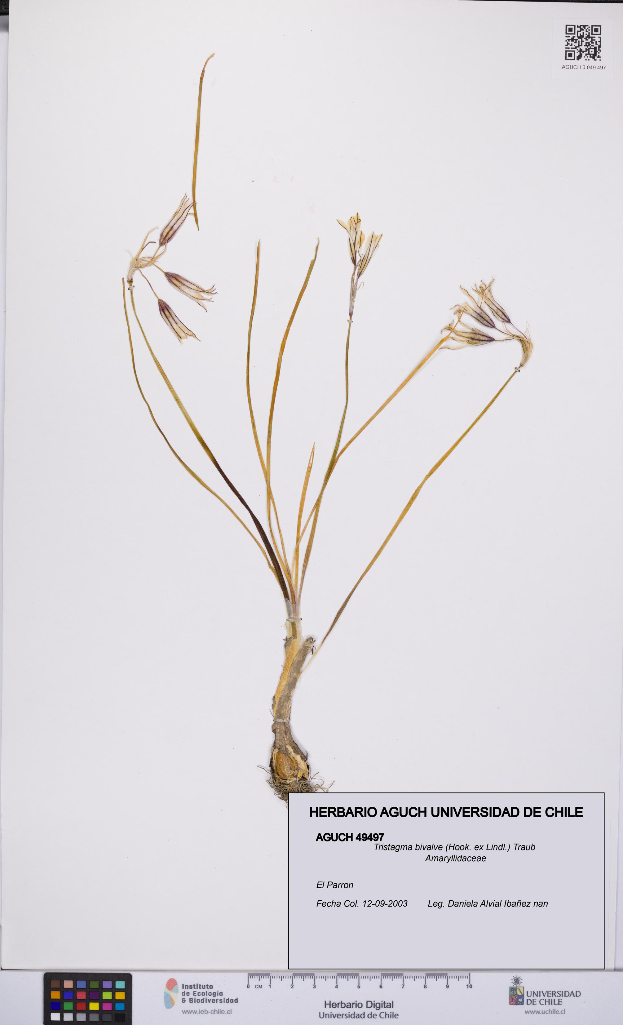 Tristagma bivalve [Espécimen: UCH:AGUCH:0049497]