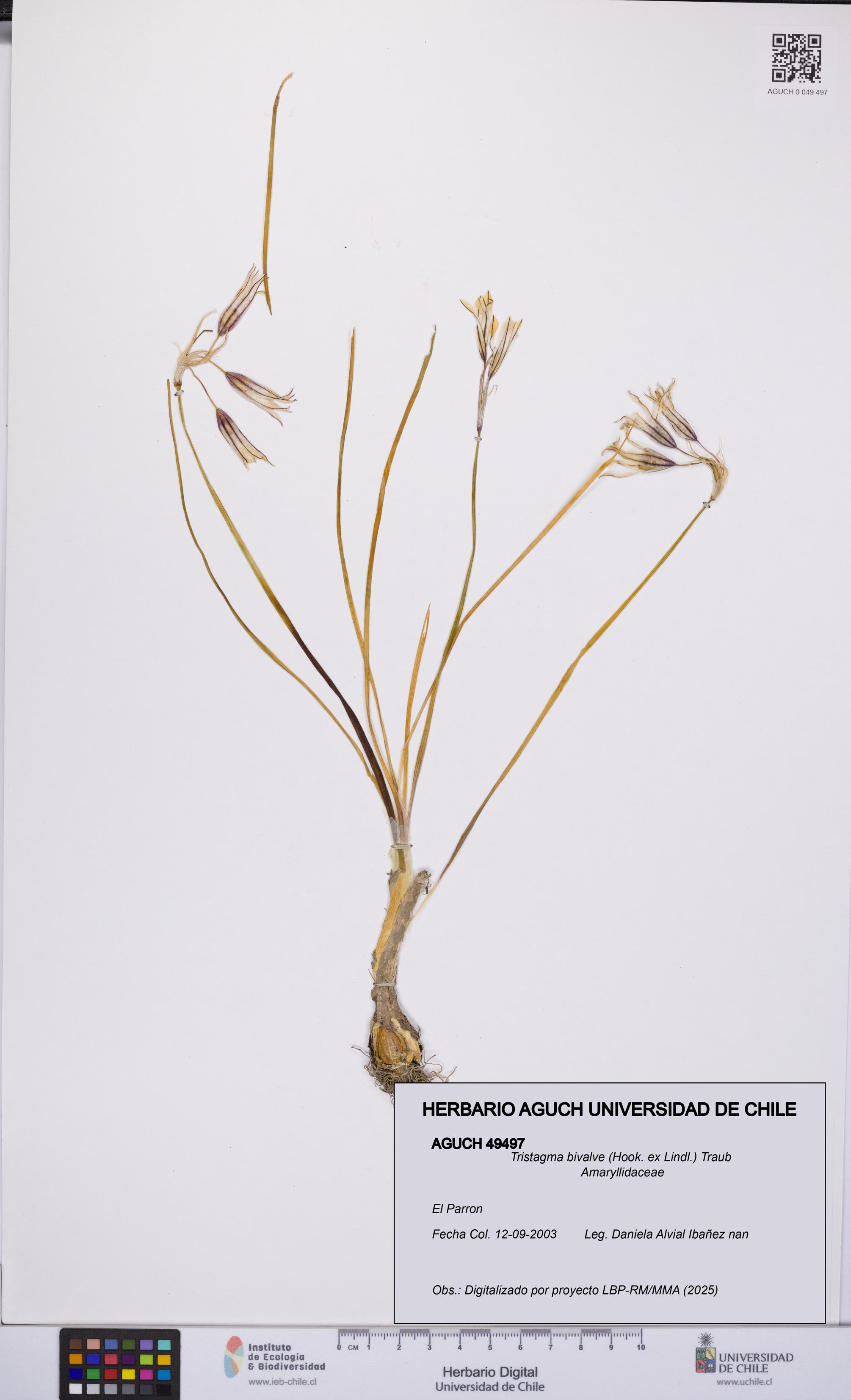 Tristagma bivalve [Espécimen: UCH:AGUCH:0049497]