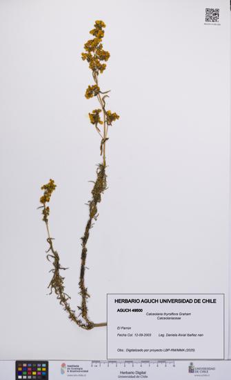 Calceolaria thyrsiflora [Espécimen: UCH:AGUCH:0049500]