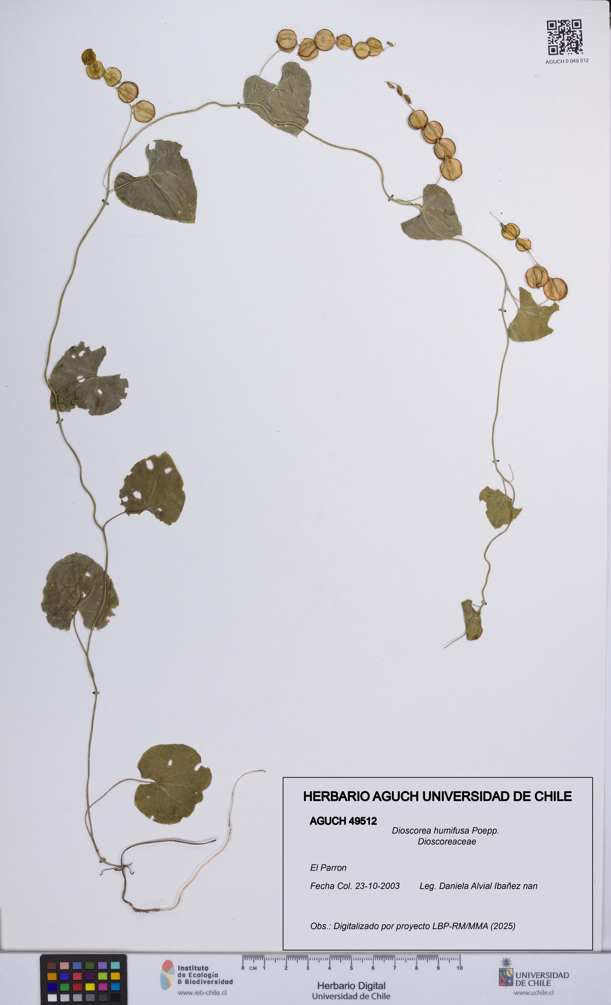 Dioscorea humifusa [Espécimen: UCH:AGUCH:0049512]